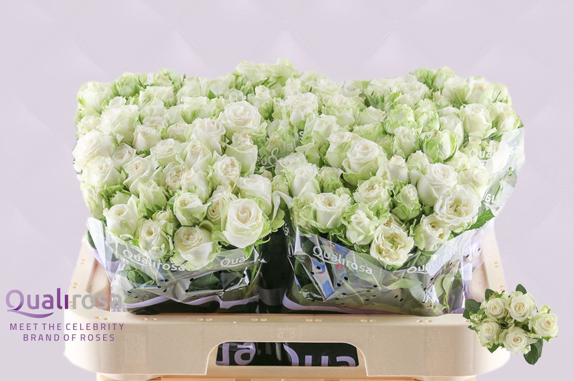 Срезанные цветы оптом Rosa spray miss bombastic от 50шт из Голландии с доставкой по России