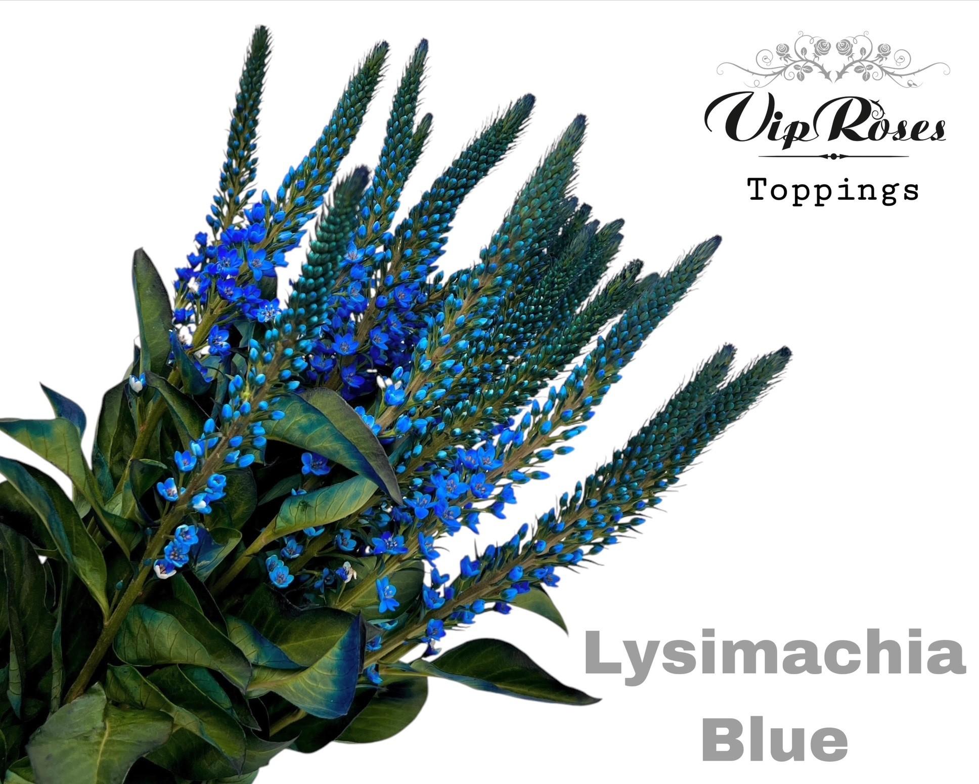 Срезанные цветы оптом Lysimachia paint blue от 50шт из Голландии с доставкой по России