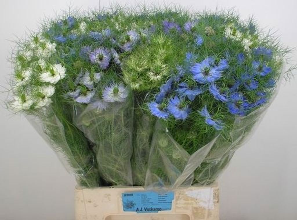 Срезанные цветы оптом Nigella damascena other от 140шт из Голландии с доставкой по России