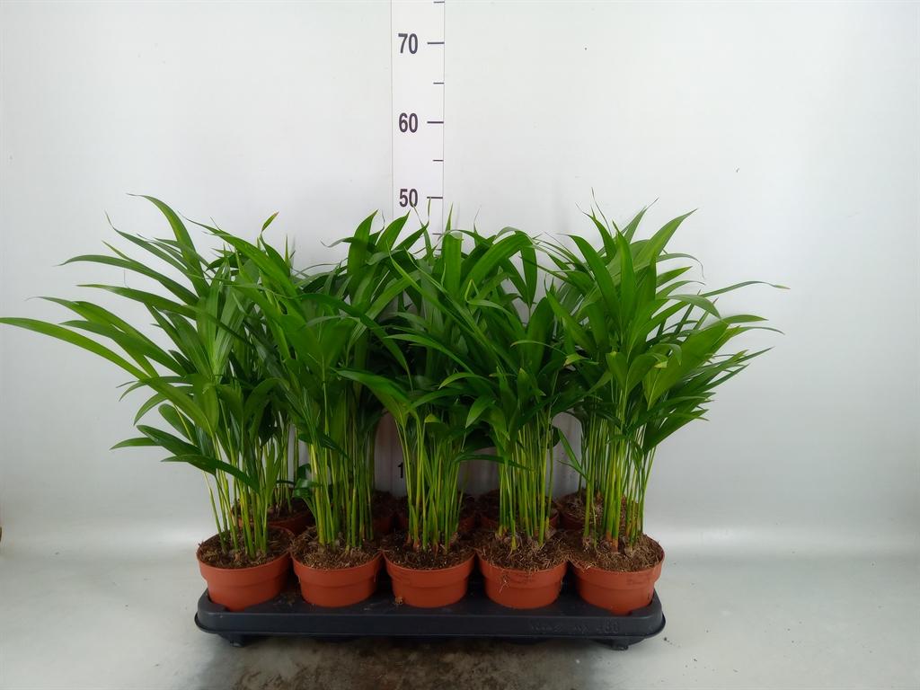 Горшечные цветы и растения оптом Dypsis Lutescens   ...chrysalidoca от 10шт из Голландии с доставкой по России