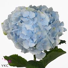 Срезанные цветы оптом Hydrangea verena blue от 7шт из Голландии с доставкой по России