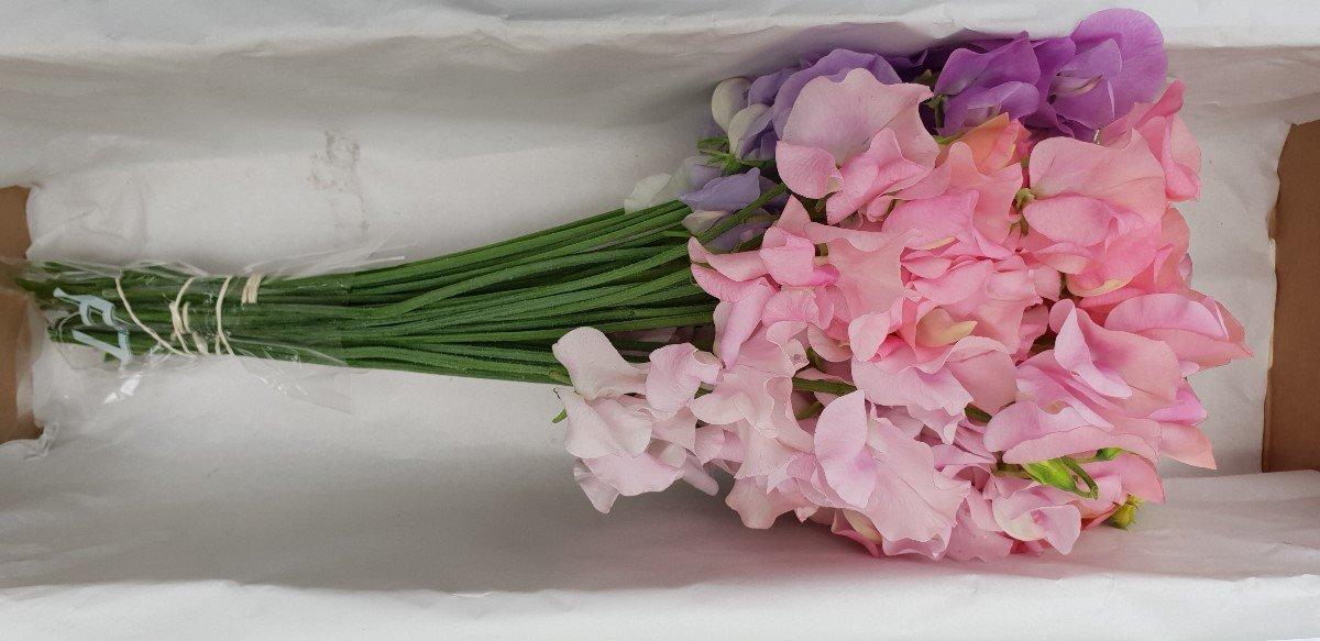 Срезанные цветы оптом Lathyrus od mix in bucket от 30шт из Голландии с доставкой по России