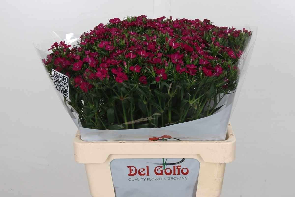 Срезанные цветы оптом Dianthus br amazone neon cherry от 100шт из Голландии с доставкой по России