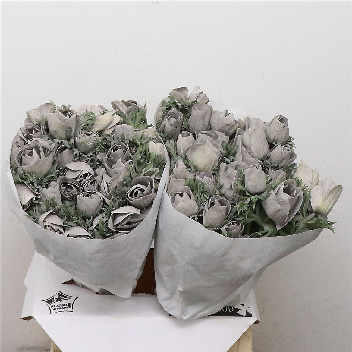 Срезанные цветы оптом Anemone powder grey от 100шт из Голландии с доставкой по России
