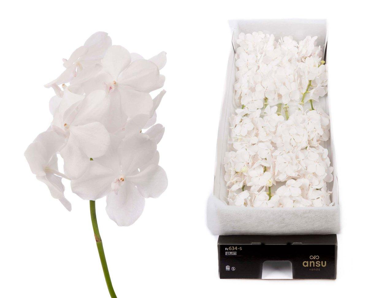 Срезанные цветы оптом Vanda tayanee diamond white per stem от 24шт из Голландии с доставкой по России