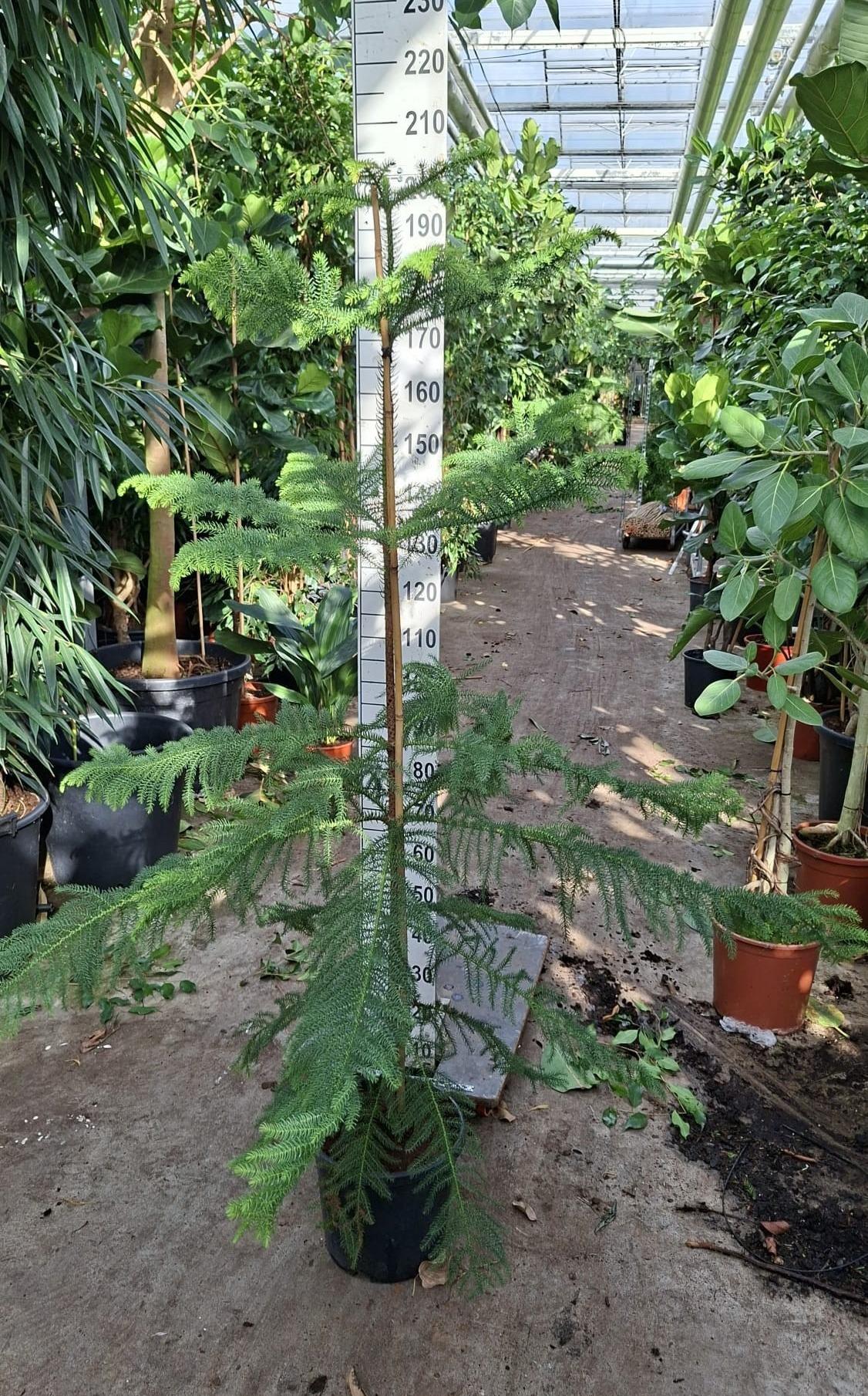 Горшечные цветы и растения оптом Araucaria от 1шт из Голландии с доставкой по России