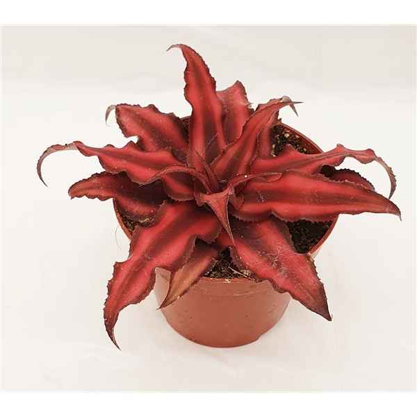 Горшечные цветы и растения оптом Cryptanthus Red Star от 12шт из Голландии с доставкой по России