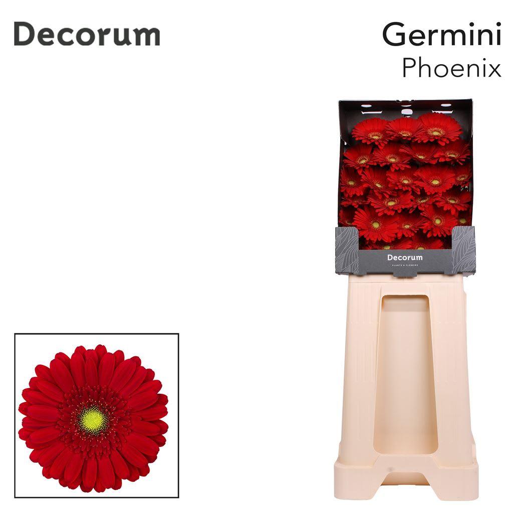 Срезанные цветы оптом Germini diamond phoenix от 75шт из Голландии с доставкой по России