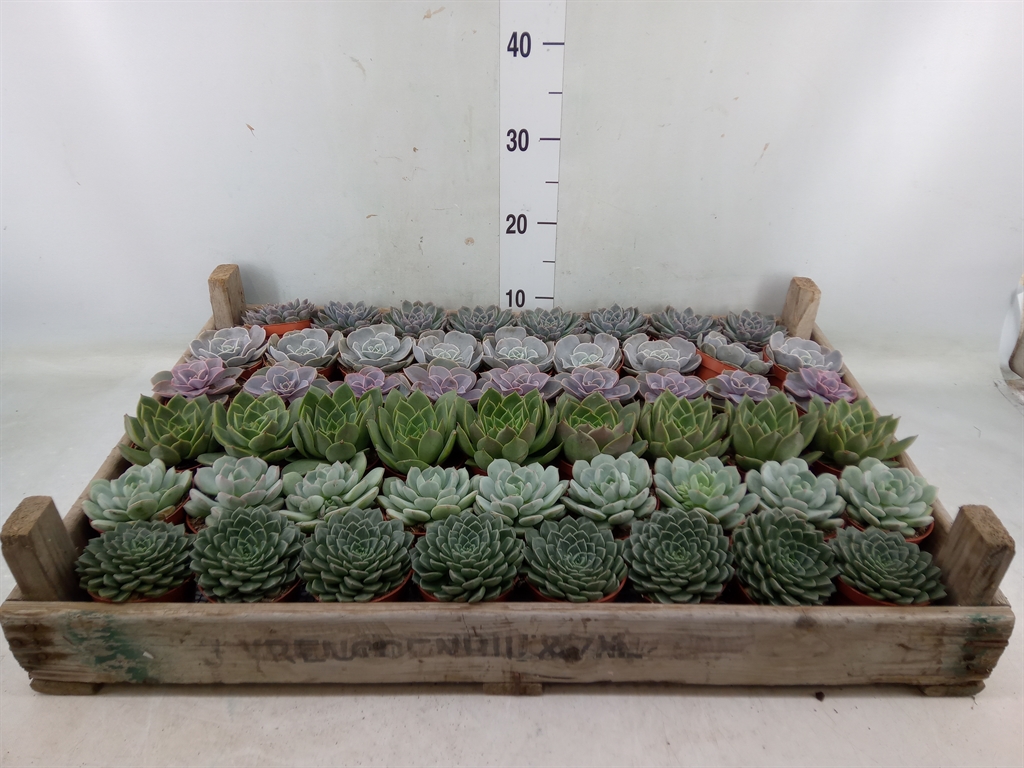 Горшечные цветы и растения оптом Echeveria   ... от 52шт из Голландии с доставкой по России