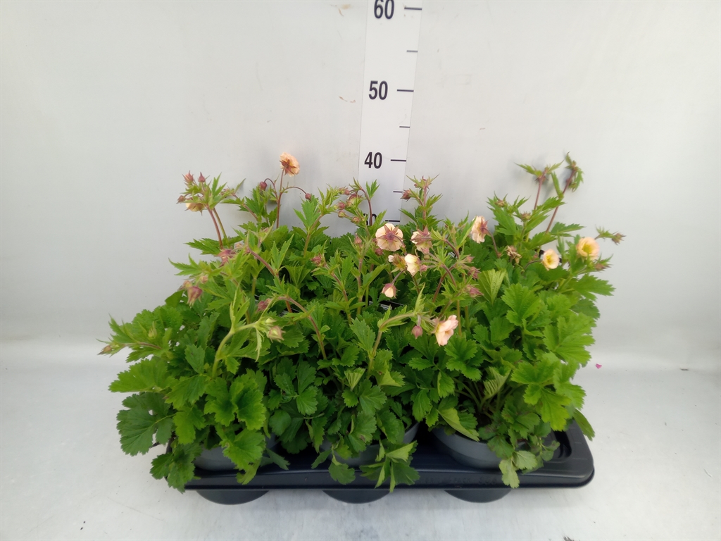 Горшечные цветы и растения оптом Geum Rivale от 6шт из Голландии с доставкой по России