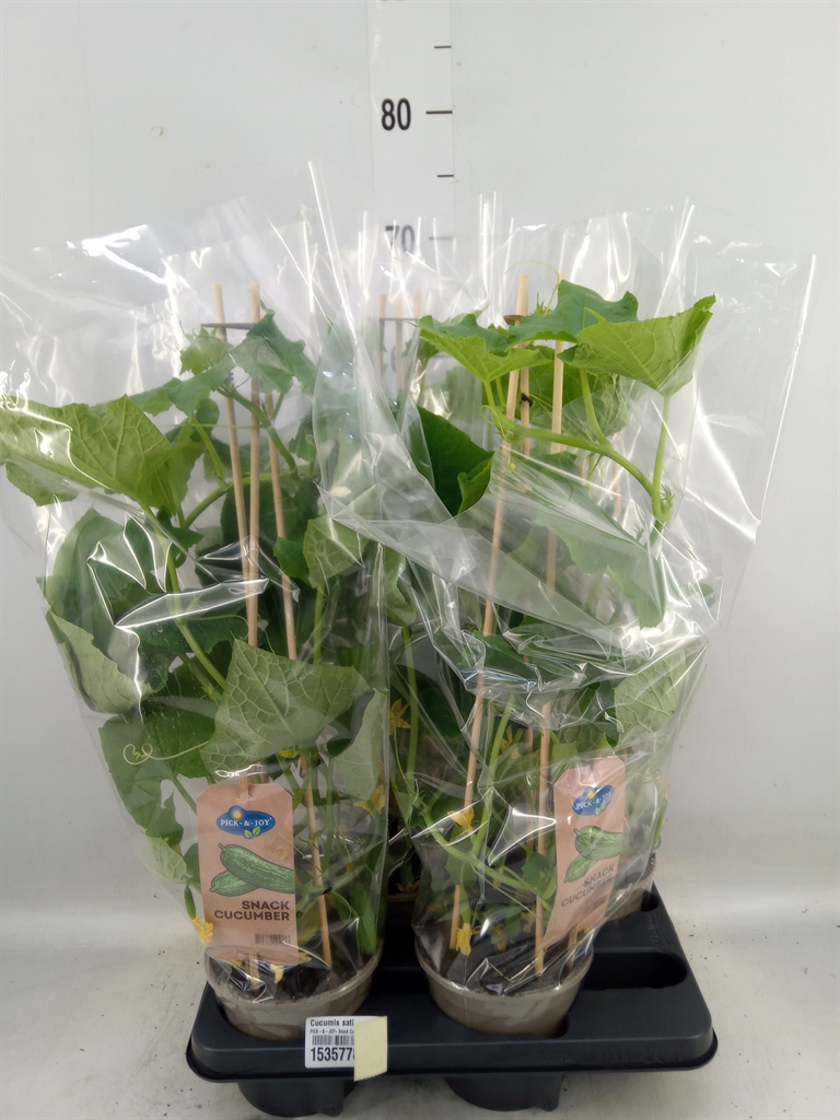 Горшечные цветы и растения оптом Cucumis Sativus   ... от 4шт из Голландии с доставкой по России