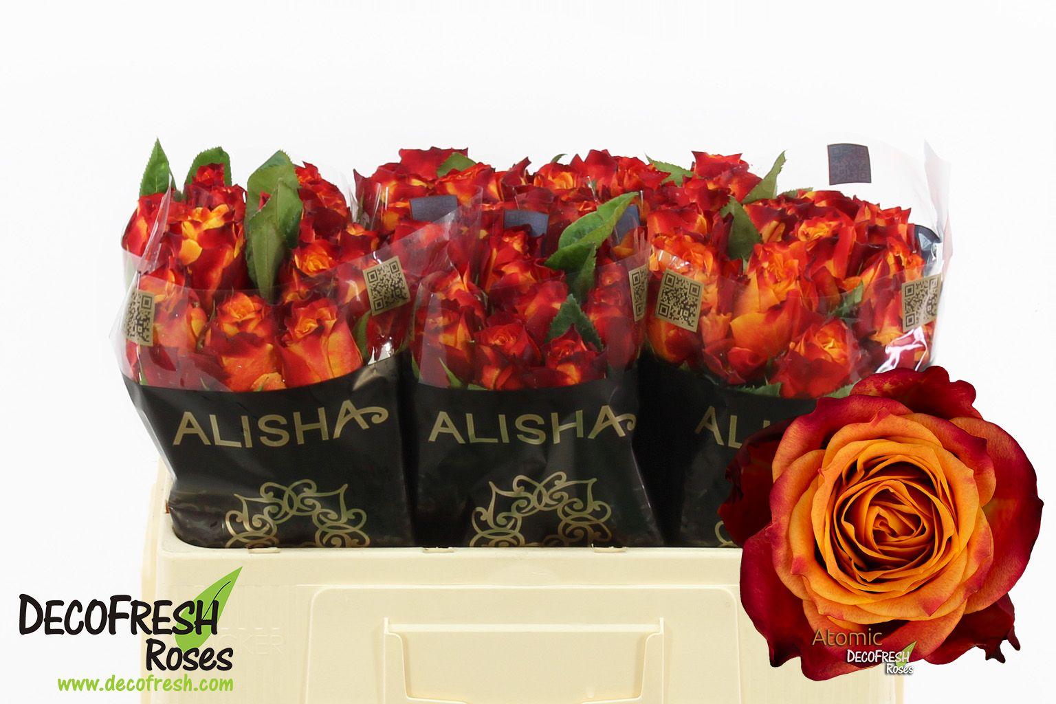 Срезанные цветы оптом Rosa large atomic от 60шт. из Голландии с доставкой по России