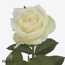 Срезанные цветы оптом Rosa large mont royal от 80шт из Голландии с доставкой по России