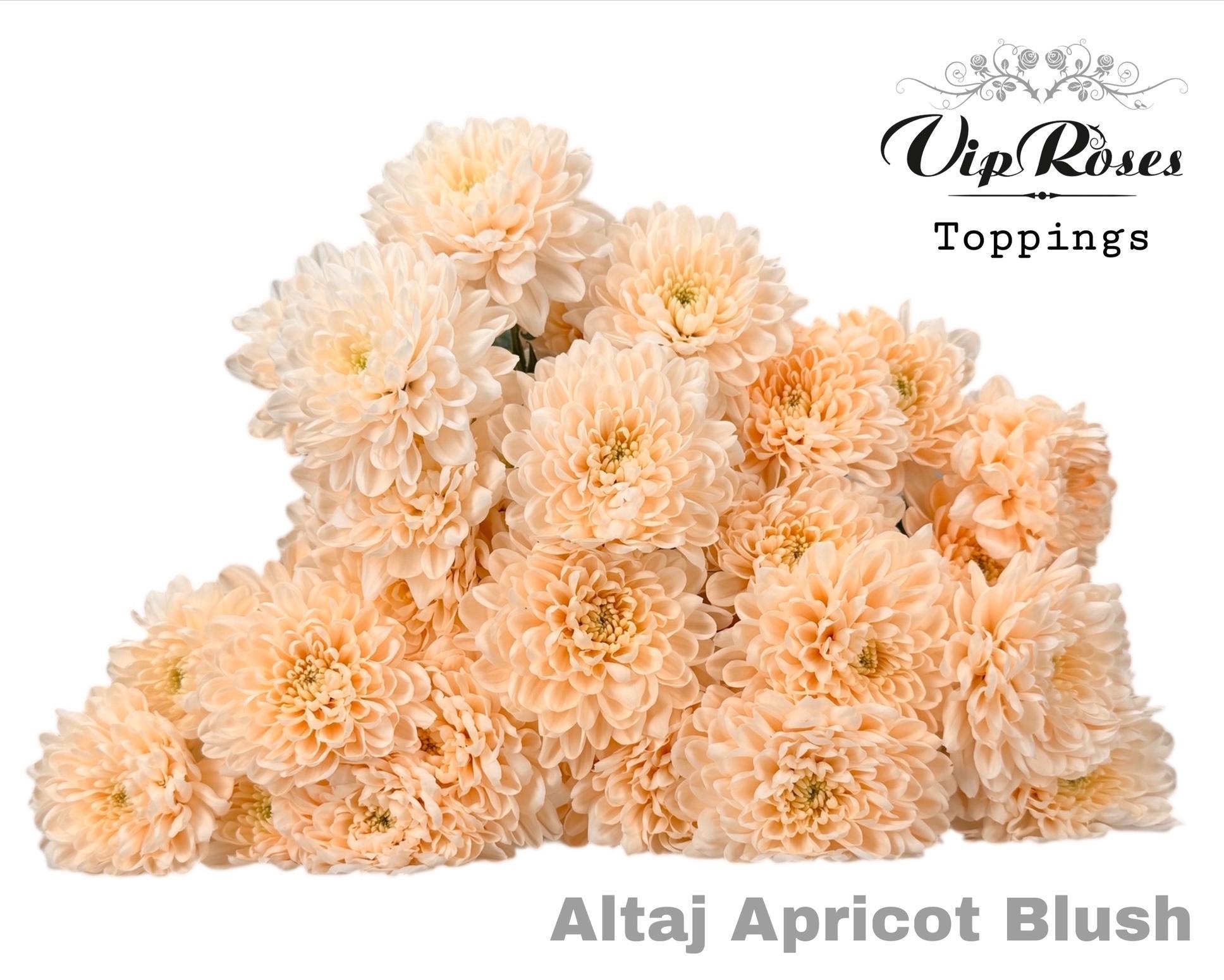 Срезанные цветы оптом Chrys sp paint altaj apricot blush от 20шт из Голландии с доставкой по России