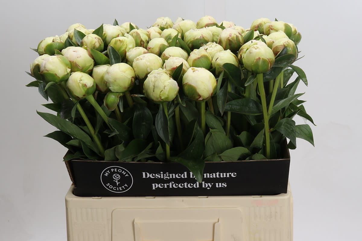 Срезанные цветы оптом Paeonia bowl of cream от 50шт из Голландии с доставкой по России