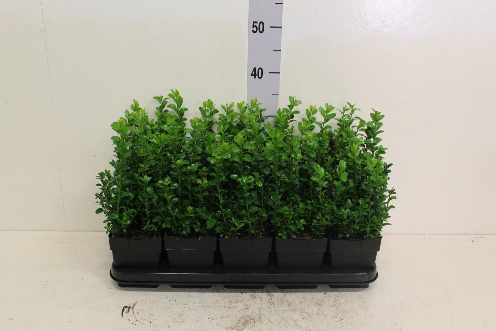 Горшечные цветы и растения оптом Buxus Semp.   ... от 10шт из Голландии с доставкой по России