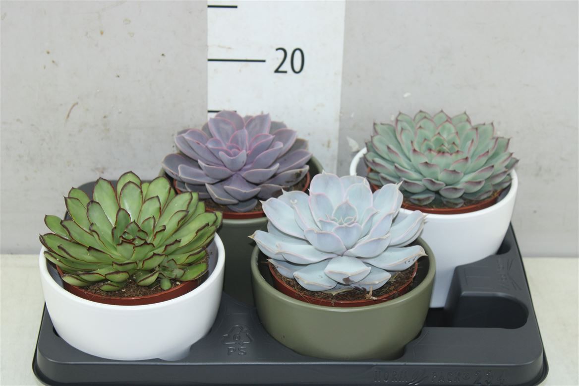 Горшечные цветы и растения оптом Echeveria Mix Ceramic от 4шт из Голландии с доставкой по России