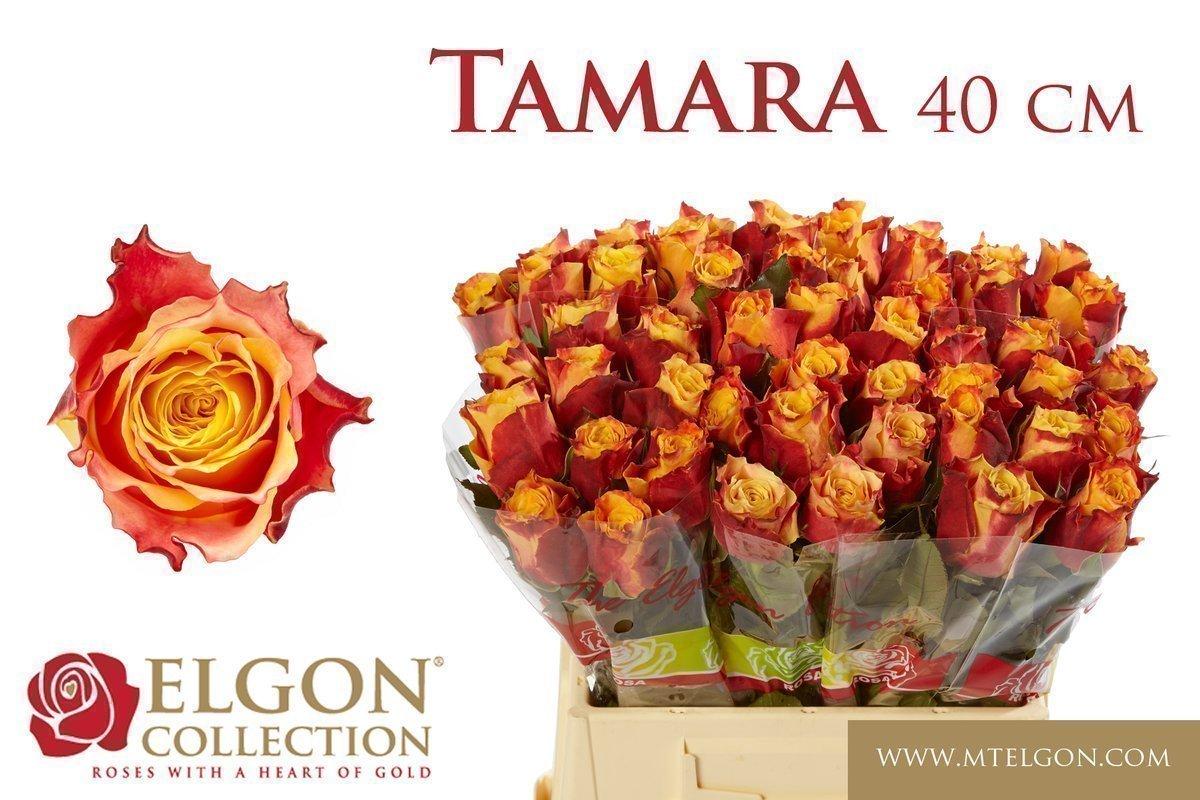 Срезанные цветы оптом Rosa large tamara от 400шт из Голландии с доставкой по России