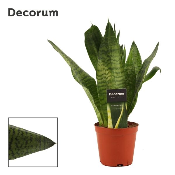 Горшечные цветы и растения оптом Sansevieria Super Green (decorum) от 10шт из Голландии с доставкой по России