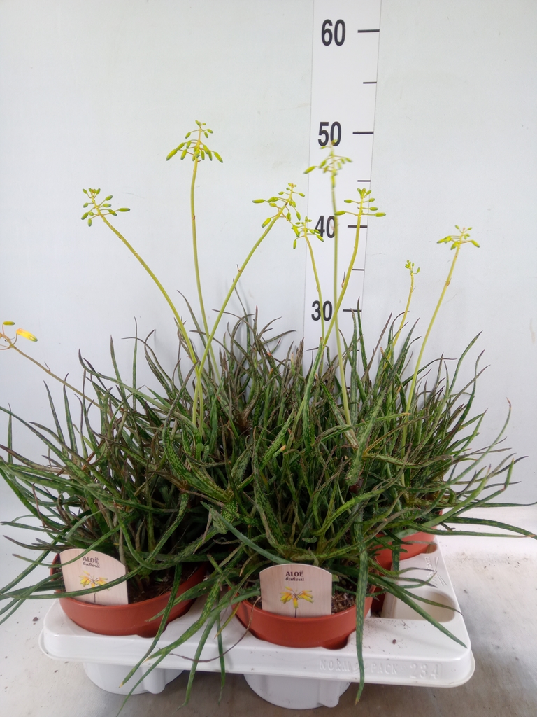 Горшечные цветы и растения оптом Aloe   ... от 4шт из Голландии с доставкой по России