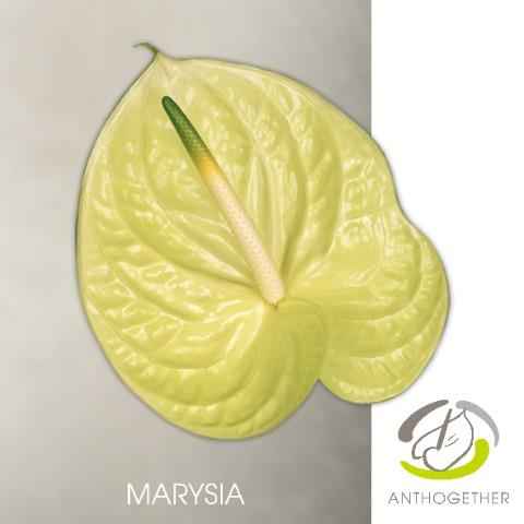 Срезанные цветы оптом Anthurium marysia от 15шт из Голландии с доставкой по России