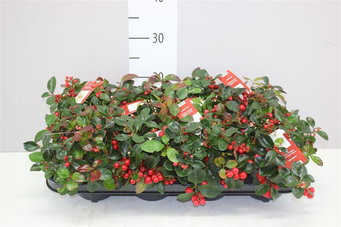 Горшечные цветы и растения оптом Gaultheria Pro Big Berry от 8шт из Голландии с доставкой по России