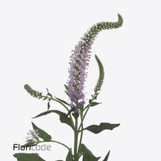 Срезанные цветы оптом Veronica skyler pink от 100шт из Голландии с доставкой по России