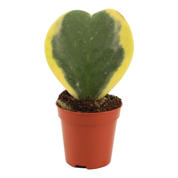 Горшечные цветы и растения оптом Hoya Kerrii Variegata Single от 14шт (для телеги) из Голландии с доставкой по России