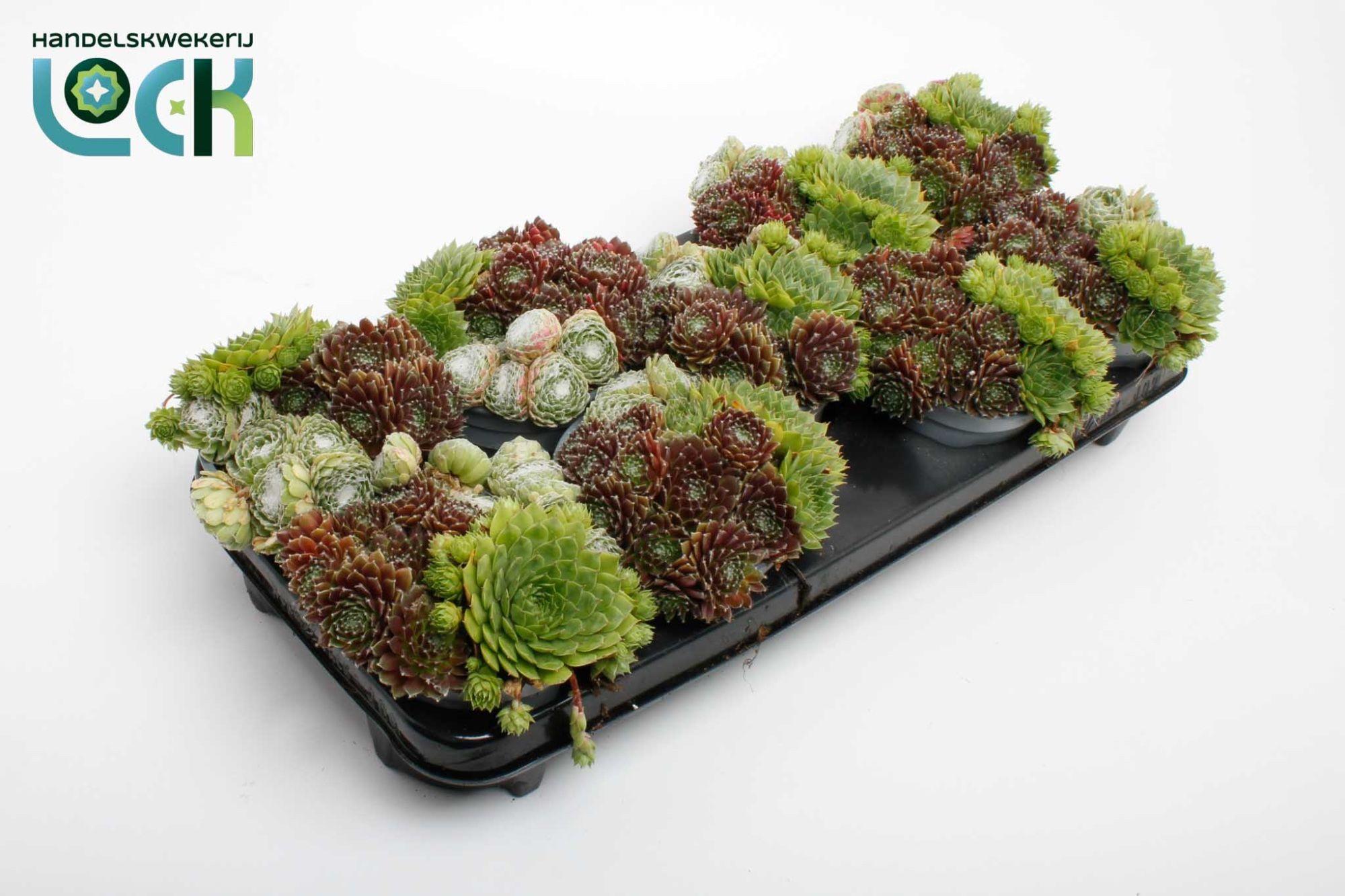 Горшечные цветы и растения оптом Sempervivum Mix от 8шт из Голландии с доставкой по России
