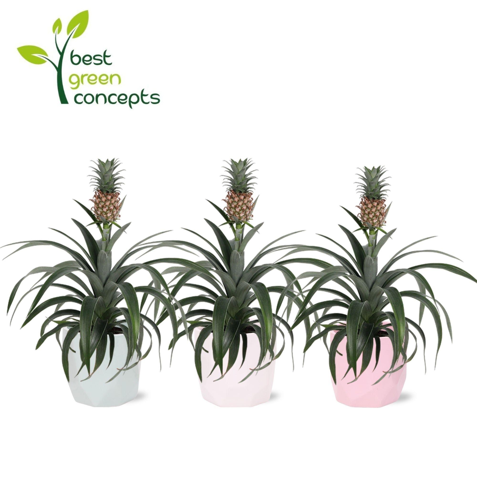 Горшечные цветы и растения оптом Aloe Vera AA от 6шт из Голландии с доставкой по России