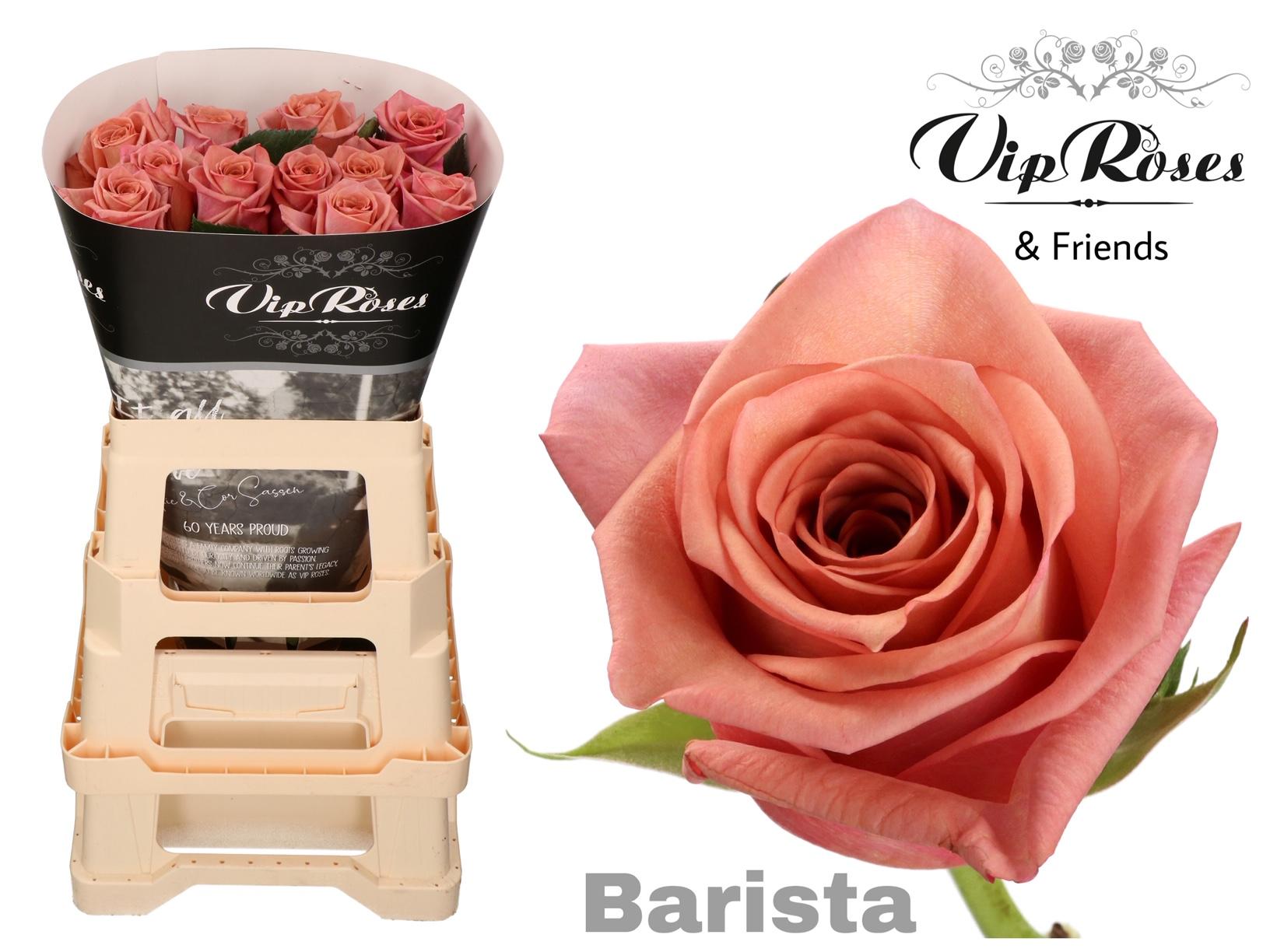 Срезанные цветы оптом Rosa large barista от 25шт из Голландии с доставкой по России