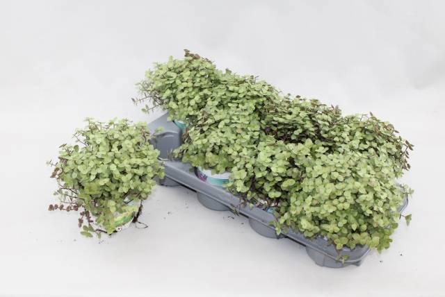 Горшечные цветы и растения оптом Callisia Repens от 8шт из Голландии с доставкой по России