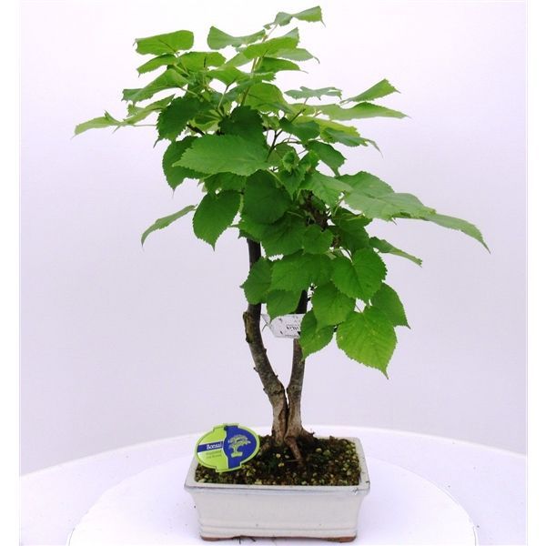 Горшечные цветы и растения оптом Bonsai Tilia Cordata от 2шт из Голландии с доставкой по России