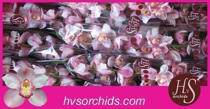 Срезанные цветы оптом Cymbidium pink esmeralda от 10шт из Голландии с доставкой по России