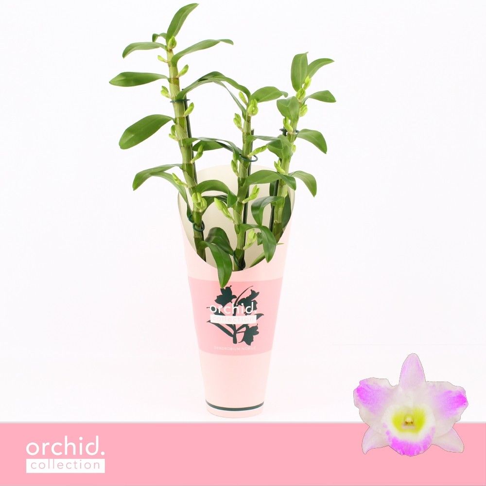 Горшечные цветы и растения оптом Dendr Nob 3st Pandora Orchid Collect от 6шт из Голландии с доставкой по России