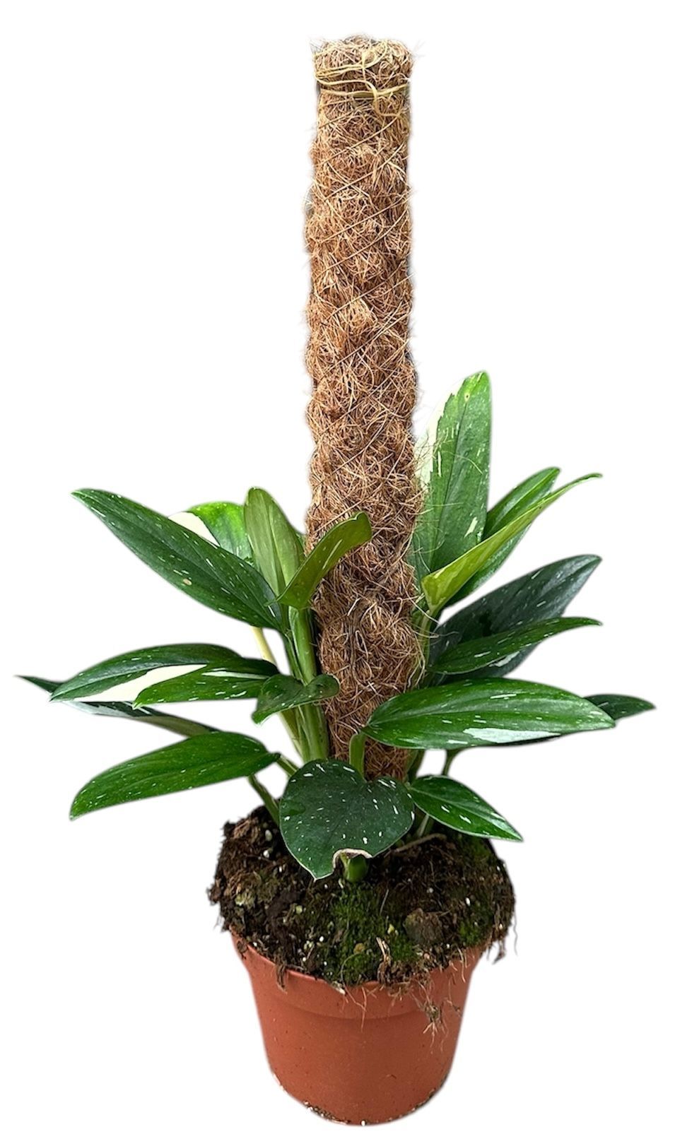 Горшечные цветы и растения оптом Monstera Standleyana Variegata от 1шт из Голландии с доставкой по России