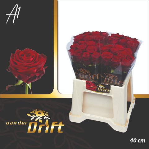Срезанные цветы оптом Rosa large red naomi! Drift от 40шт из Голландии с доставкой по России