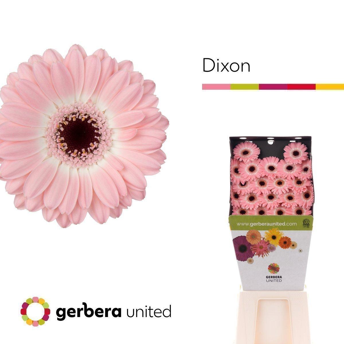 Срезанные цветы оптом Germini diamond dixon от 80шт из Голландии с доставкой по России