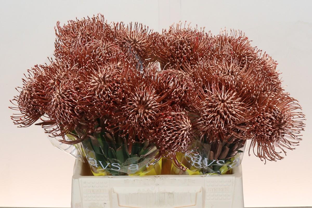 Срезанные цветы оптом Nutans paint naomi от 30шт... из Голландии с доставкой по России