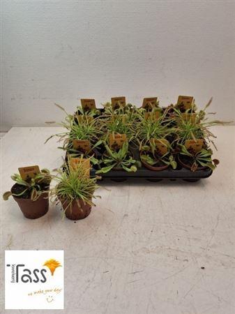 Горшечные цветы и растения оптом Drosera Mix от 12шт (для телеги) из Голландии с доставкой по России
