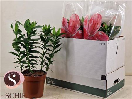 Горшечные цветы и растения оптом Lil Or Magny Cours 5+ от 5шт из Голландии с доставкой по России