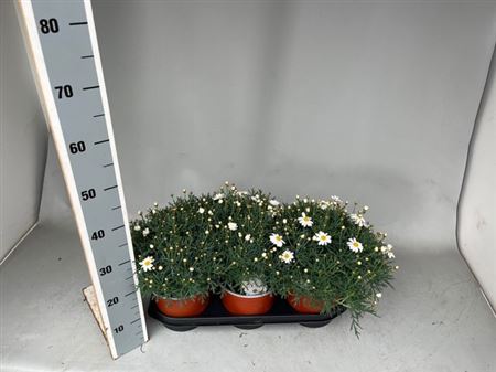 Горшечные цветы и растения оптом Arg Margriet Struik от 3шт из Голландии с доставкой по России