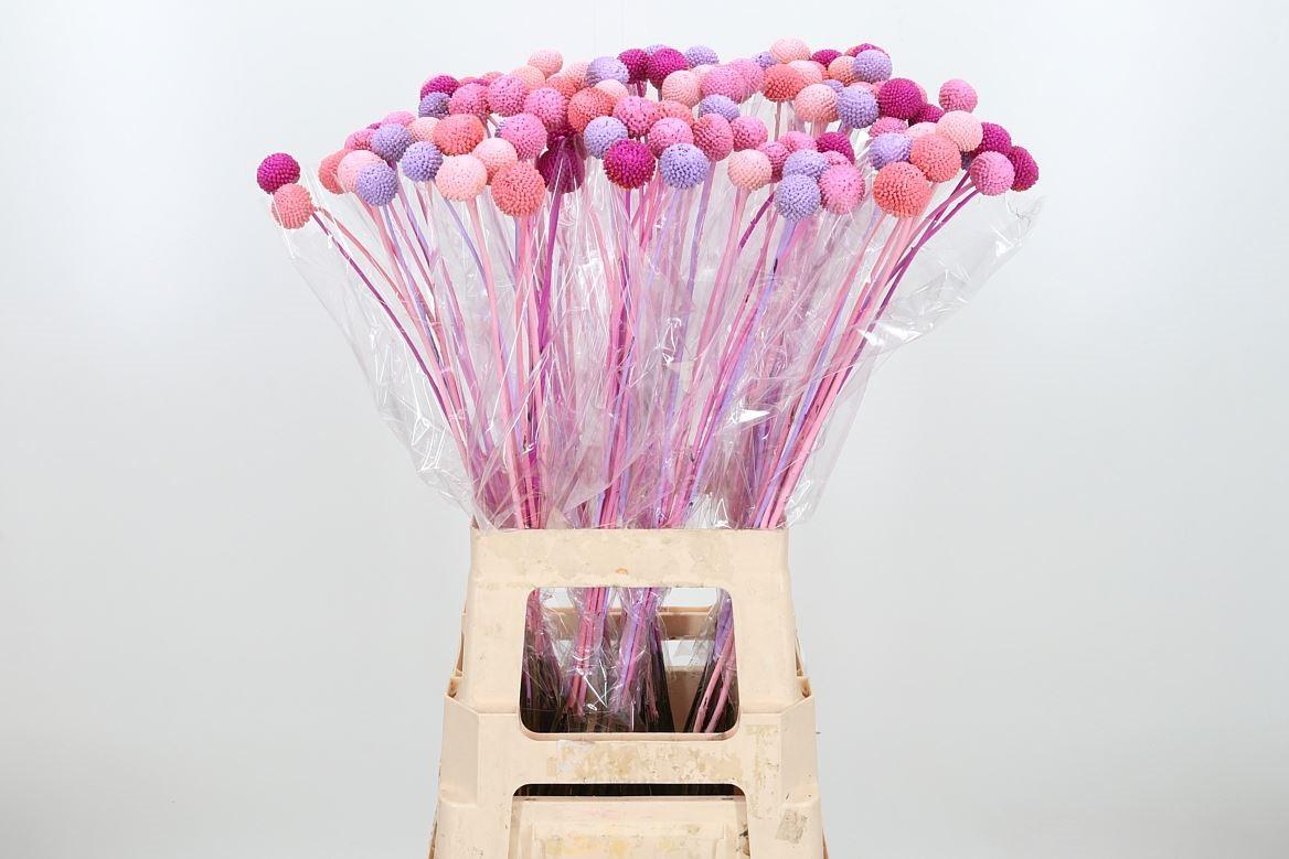 Срезанные цветы оптом Craspedia paint mix candy от 100шт из Голландии с доставкой по России