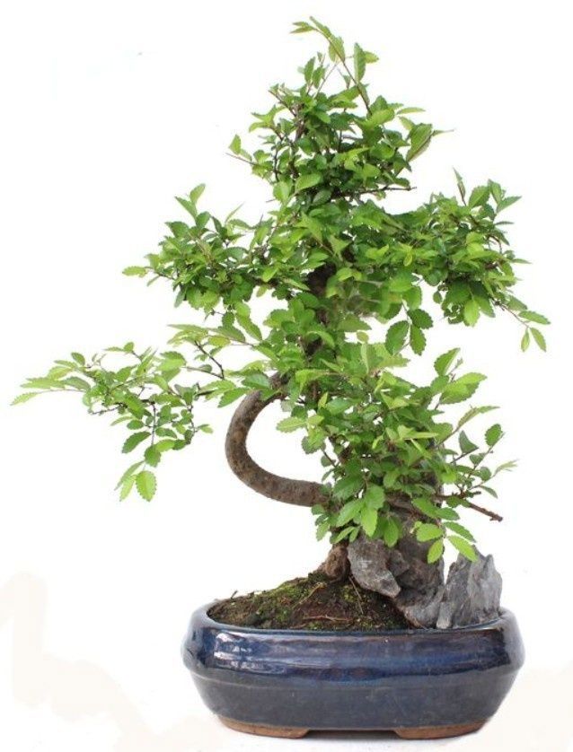 Горшечные цветы и растения оптом Zelkova от 4шт из Голландии с доставкой по России