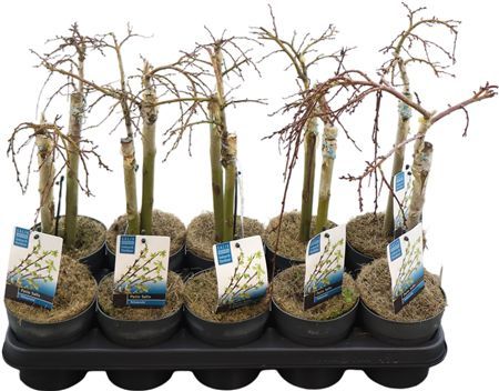 Горшечные цветы и растения оптом Salix Arbuscula Stam от 10шт из Голландии с доставкой по России