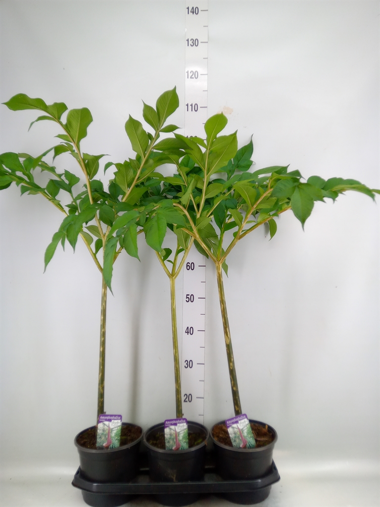 Горшечные цветы и растения оптом Amorphophallus Konjac от 3шт из Голландии с доставкой по России