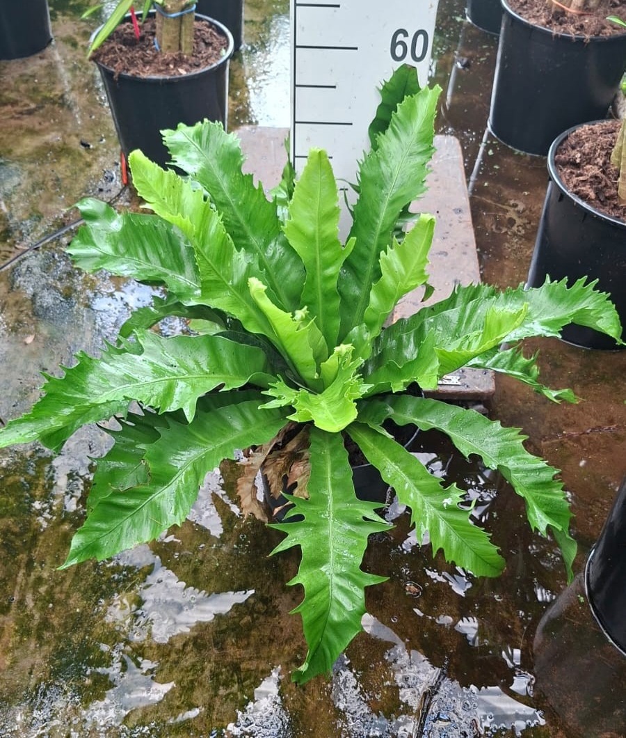 Горшечные цветы и растения оптом Asplenium Antiquum Gioia от 1шт из Голландии с доставкой по России