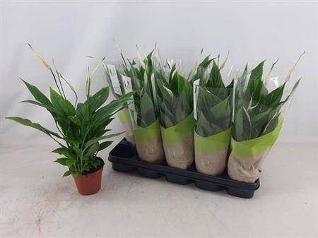 Горшечные цветы и растения оптом Spath Torelli 5+ от 10шт из Голландии с доставкой по России