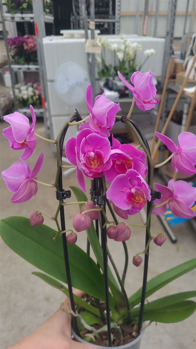 Горшечные цветы и растения оптом Phal 2st Casc Welness Mut от 6шт из Голландии с доставкой по России