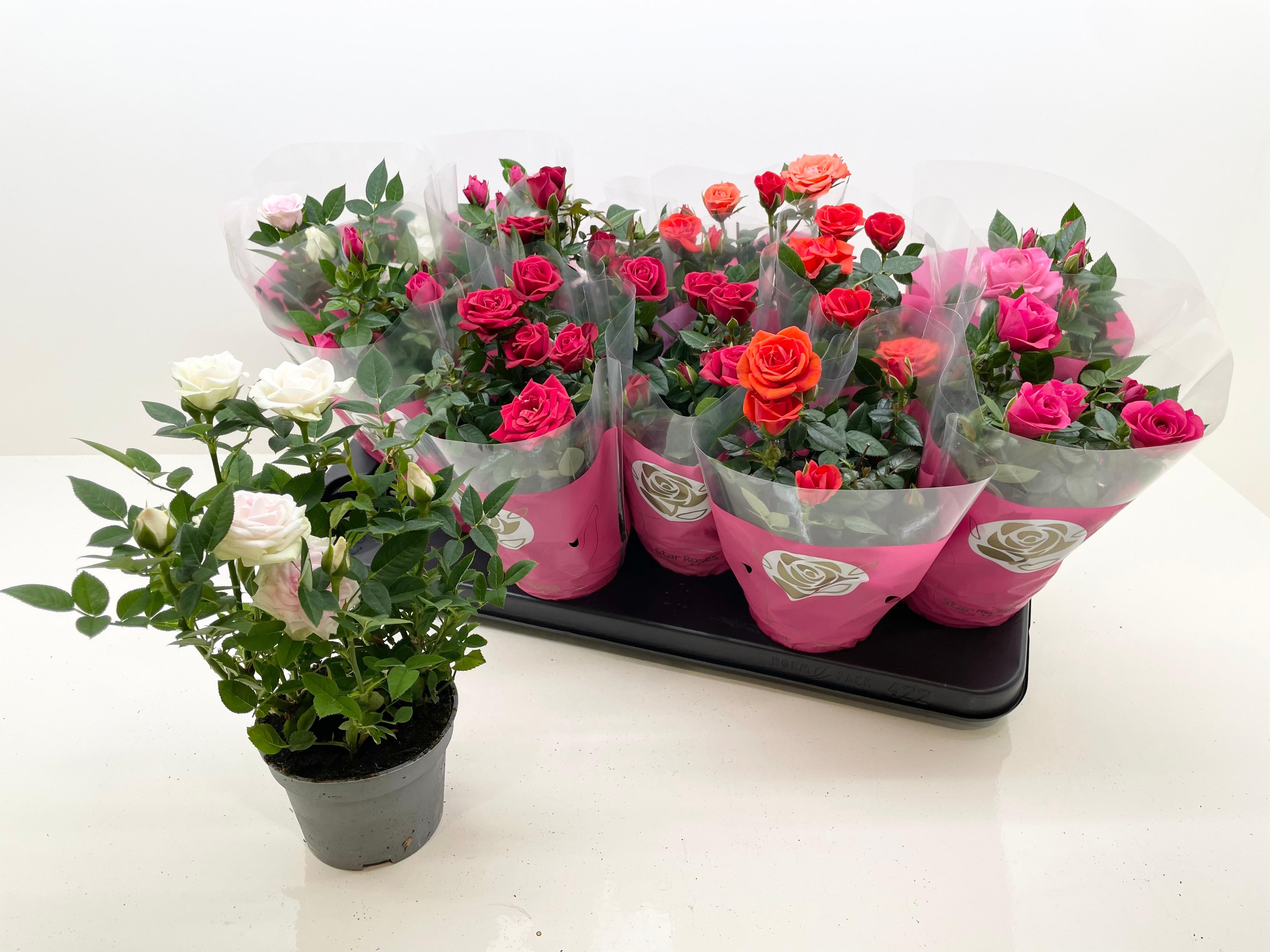 Горшечные цветы и растения оптом Ro Star Roses Gem от 12шт из Голландии с доставкой по России